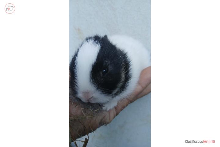Conejitos tamaño pequeños Puerto Rico