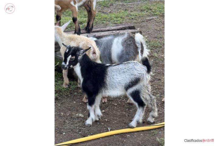 Hermoso cabrito enano  Puerto Rico