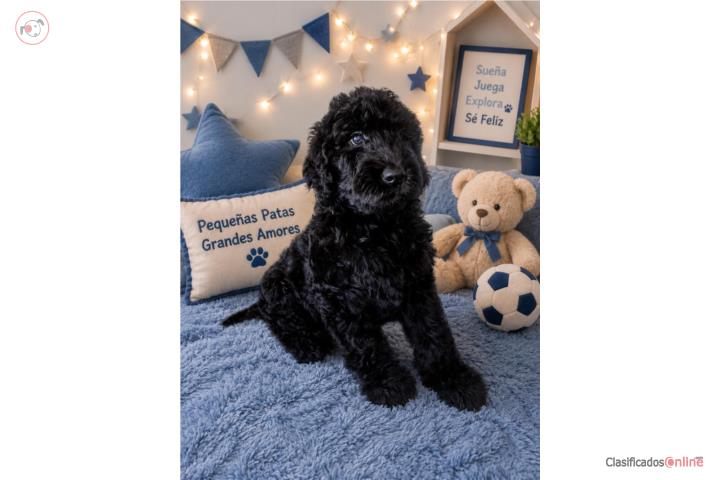 Goldendoodle multigen Puerto Rico