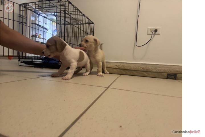 Chihuahua  Puerto Rico