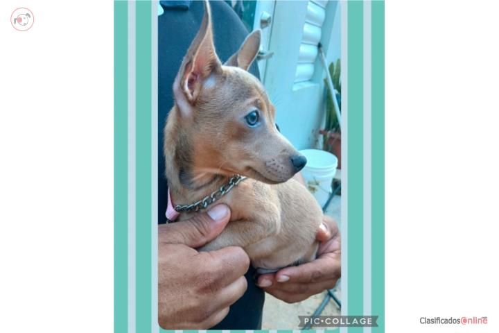 HERMOSO CHIHUAHUA NENE Puerto Rico