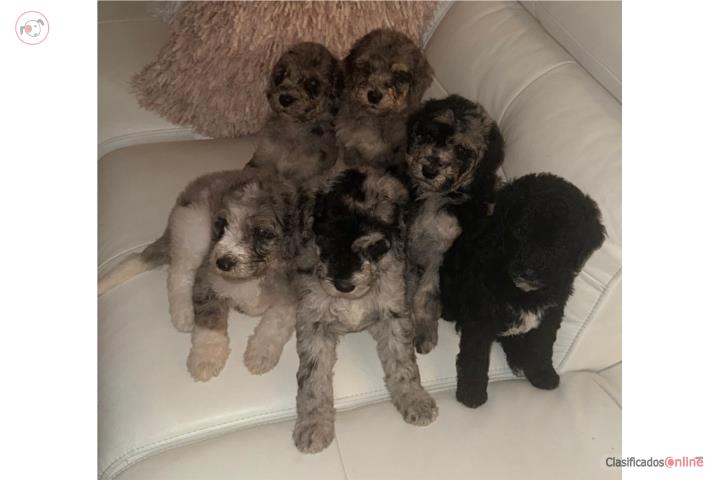 Goldendoodles standard  Puerto Rico