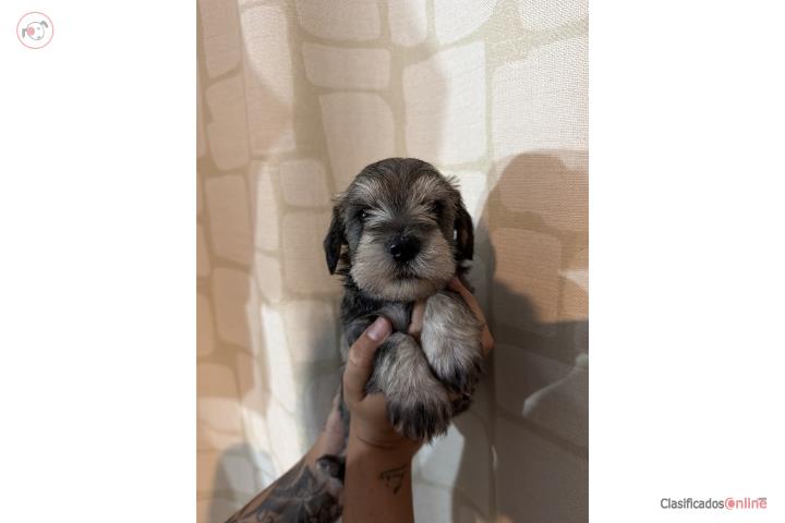 Mini Schnauzer   Puerto Rico