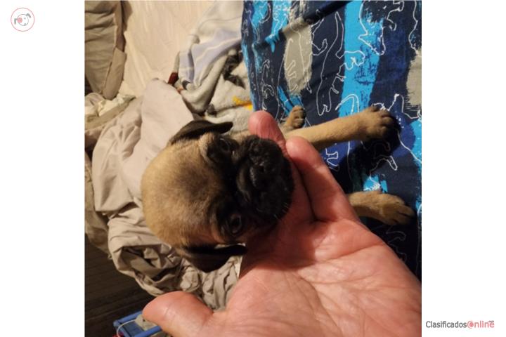 Pug Puerto Rico