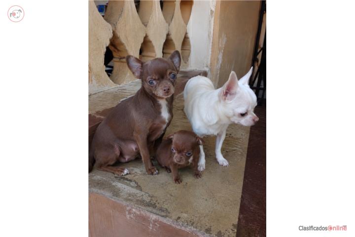 Chihuahua Apple head  Puerto Rico