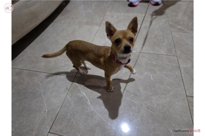 Chihuahua hembra Puerto Rico