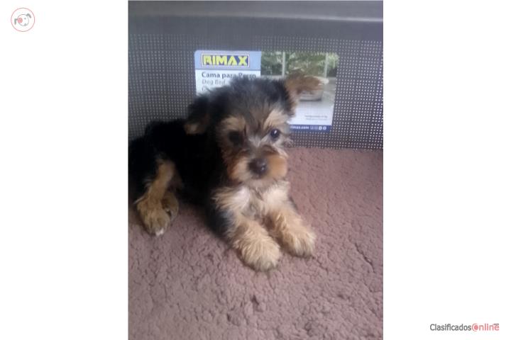 Yorkie  Puerto Rico