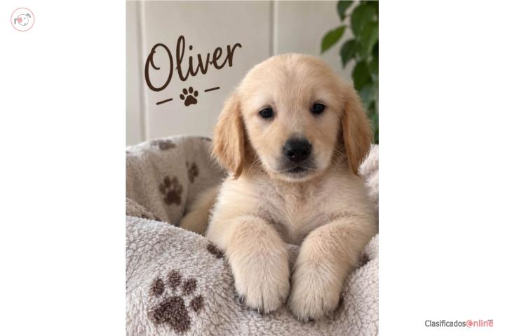 Golden Retriever $800 Puerto Rico