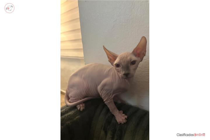 Gato macho Sphynx de 4 meses  Puerto Rico