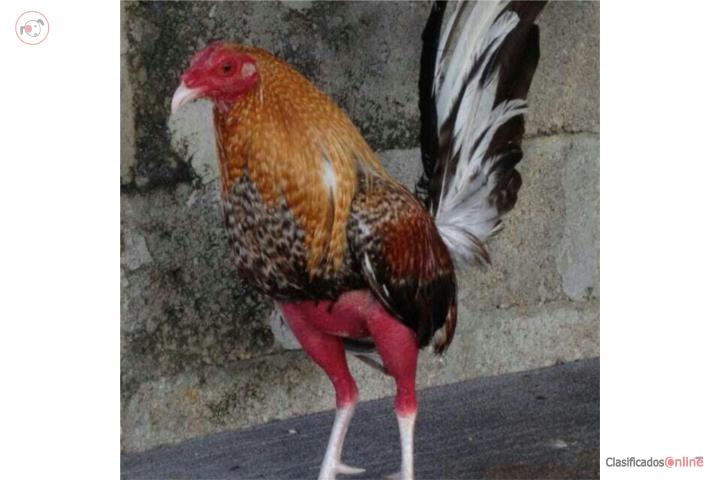Dos padrotes probados y cuatro gallinas finas Puerto Rico