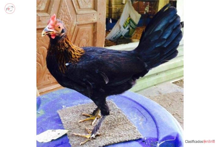 Gallinas finas para cantar escogidas Puerto Rico