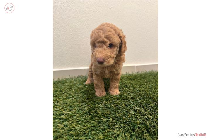 Hermosos poodle miniatura Puerto Rico