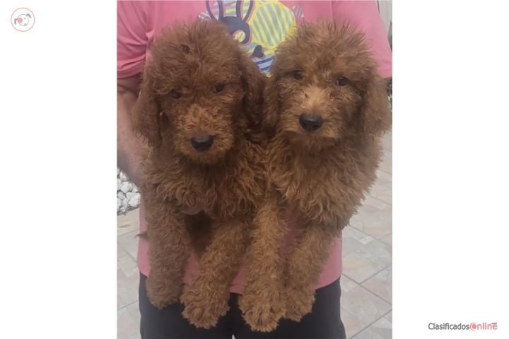 Goldendoodle Machos Puerto Rico
