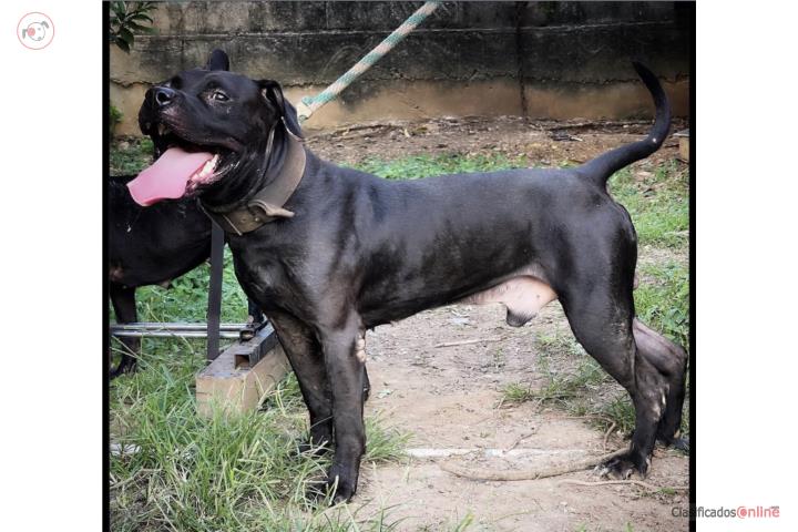 Pitbull Apbt Puerto Rico