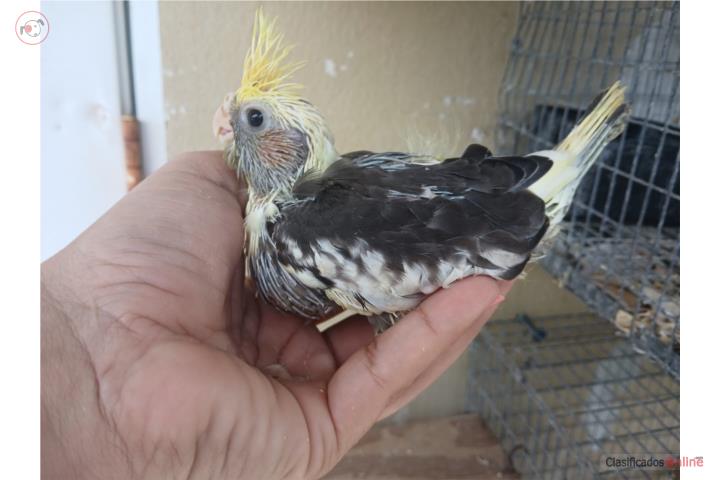 Cockatieles Bebes Puerto Rico