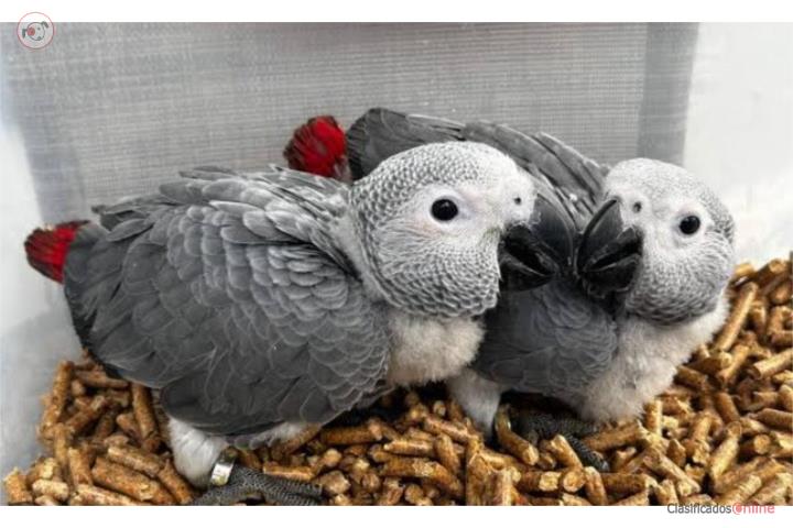 Hermosos bebés de African Grey Congo  Puerto Rico
