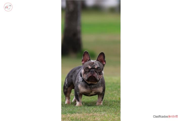 French bulldog para servicios  Puerto Rico