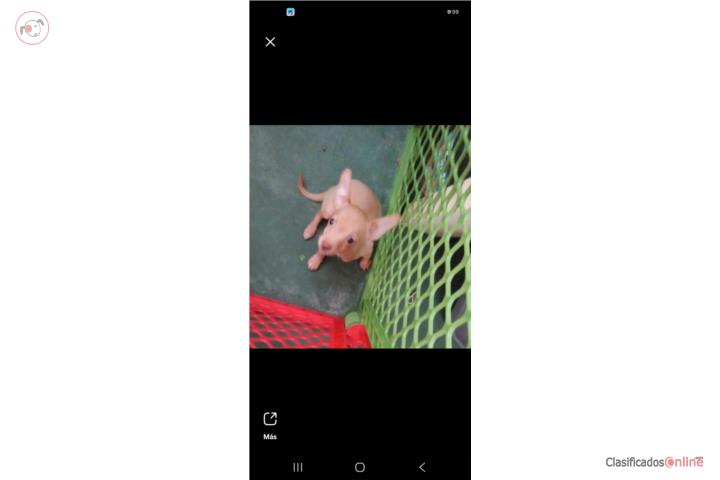 Chihuahua 200 macho Puerto Rico