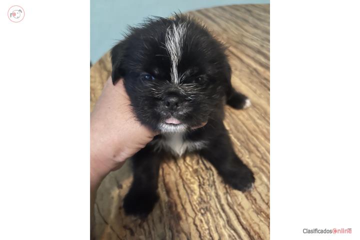 Perrita Shi- Pug Puerto Rico