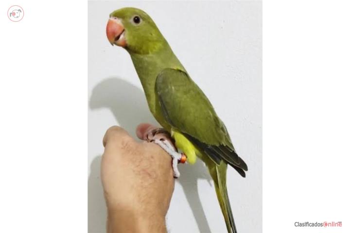 Cotorra Verde Oliva Preciosa  Puerto Rico