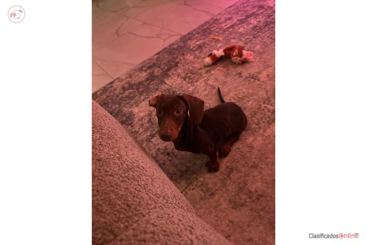 Precioso Dachshund  Puerto Rico
