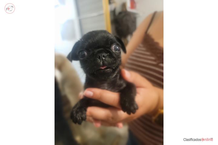 Perrito Pug Puerto Rico