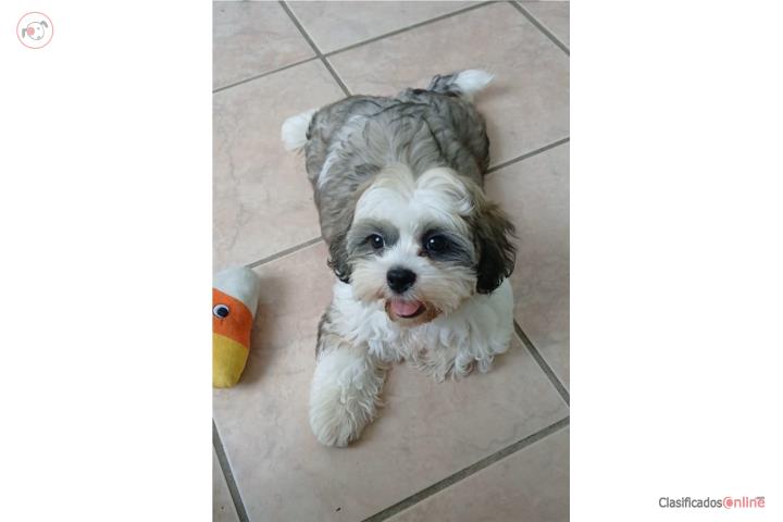 Shitzu 4 meses Puerto Rico