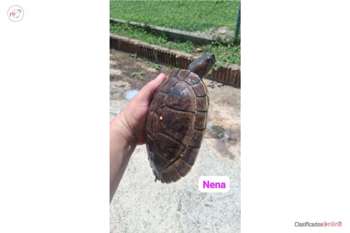 Tortugas de agua  Puerto Rico
