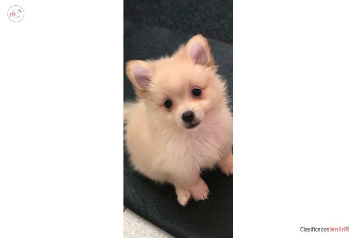 Pomeranian  Puerto Rico