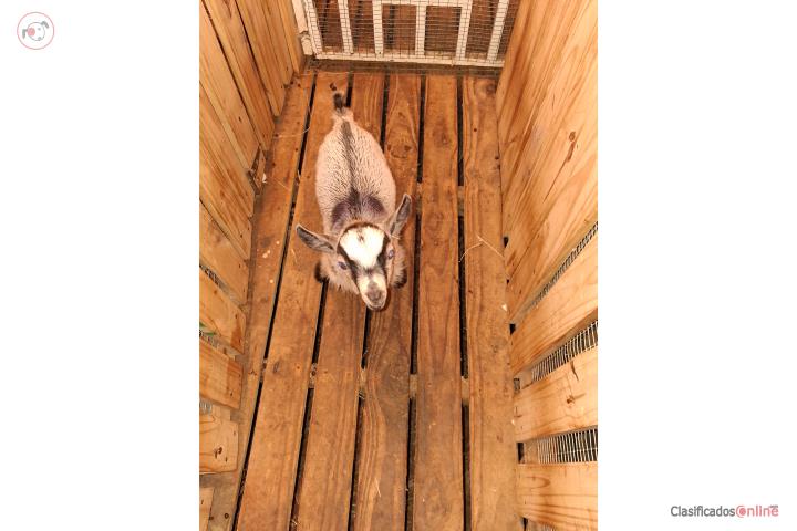 CABRITO ENANO MACHITO Puerto Rico