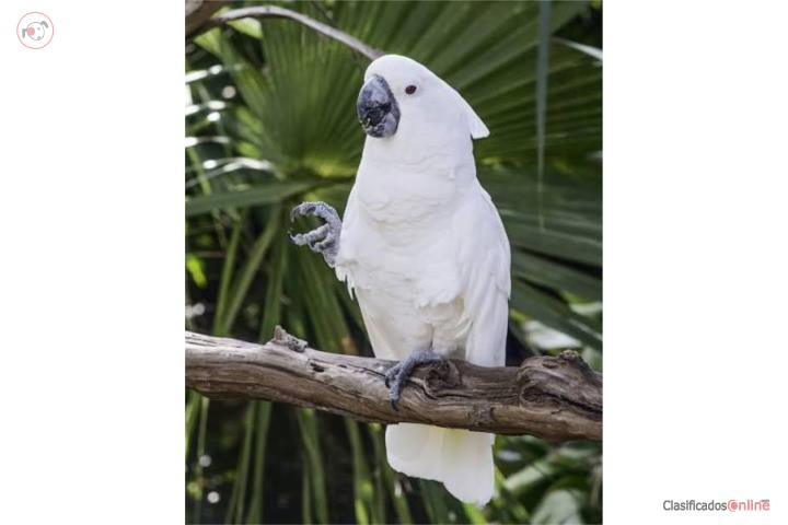 CACATUA MANSO BIEN CUIDADO Puerto Rico