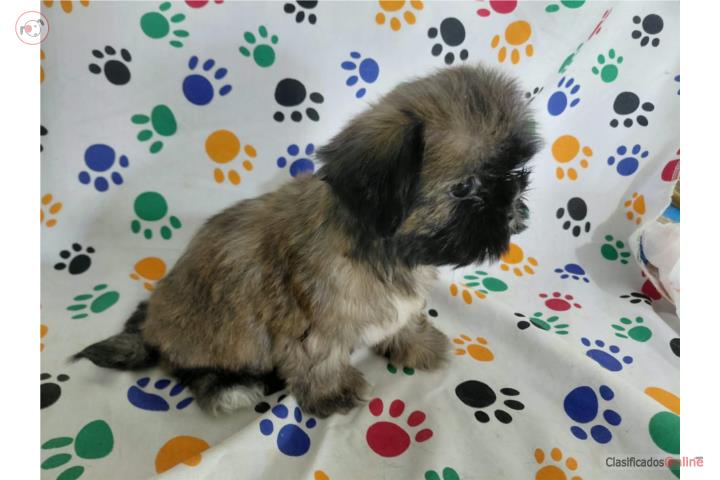 Shih Tzu Hembrita  Puerto Rico