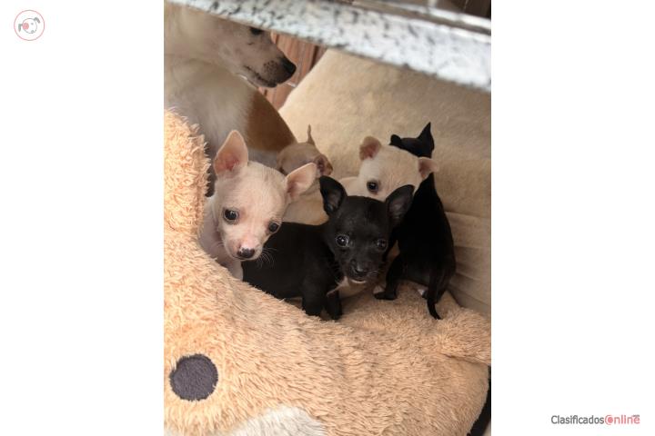 Chihuahua 1 nena 3 nenes  Puerto Rico