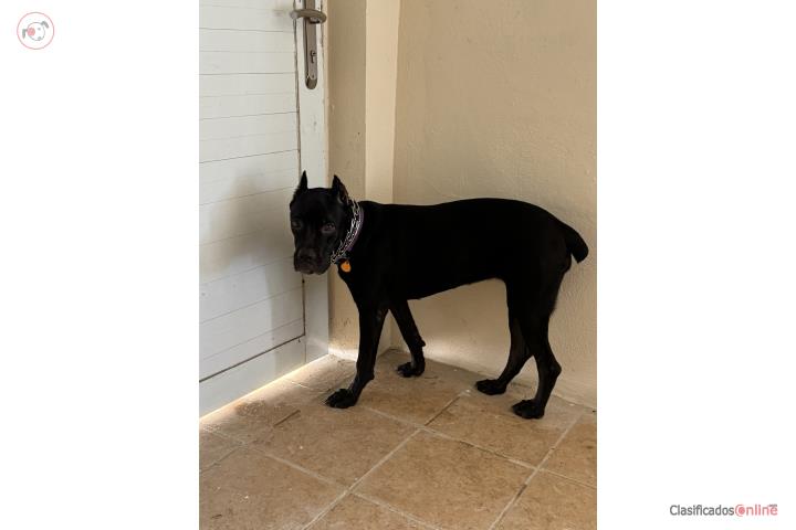 Cane corso italiano  Puerto Rico
