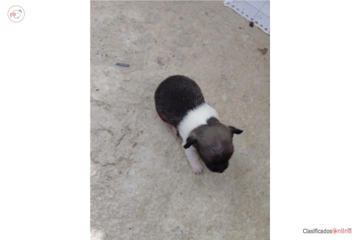 Chihuahua  Puerto Rico