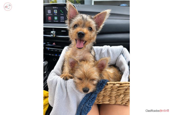 Yorkies Puerto Rico