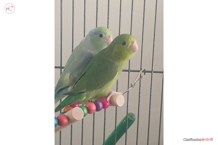 Parrotlets Puerto Rico