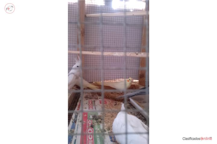 Cockatiel amarillo  Puerto Rico