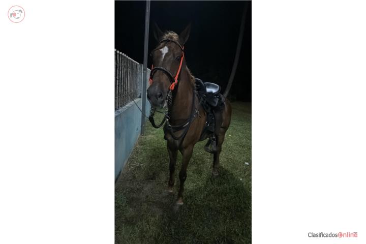 Caballo de paseo  Puerto Rico
