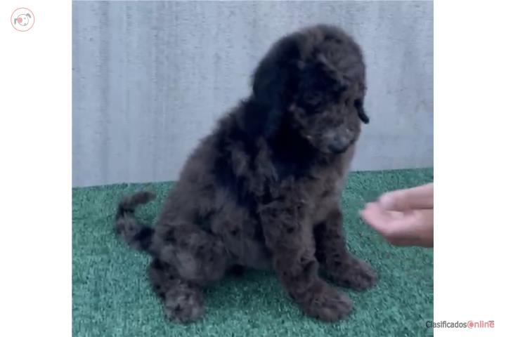 Standar poodle Nene Puerto Rico
