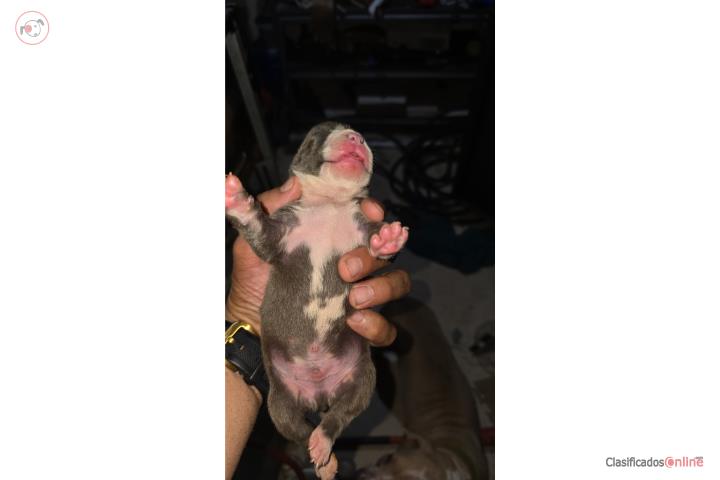 Bully y american blue Puerto Rico