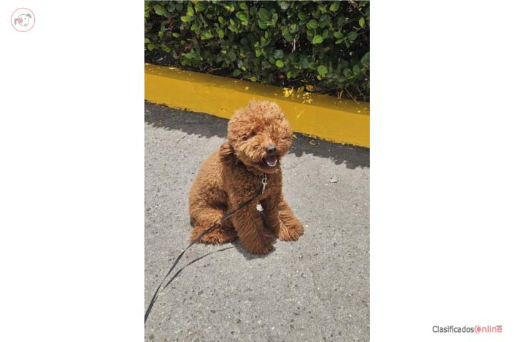 POODLE MEDIANO Puerto Rico