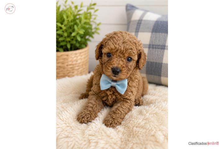 Toy Poodler macho $1200 Puerto Rico