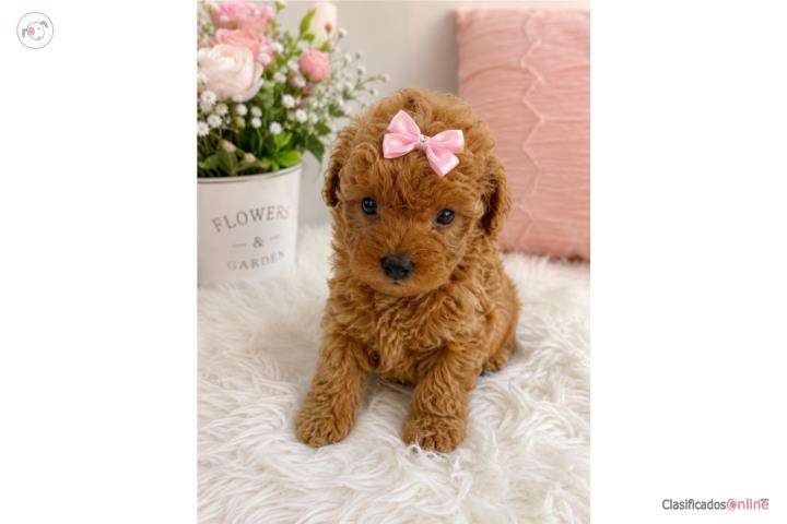 Toy Poodler hembra $1600 Puerto Rico