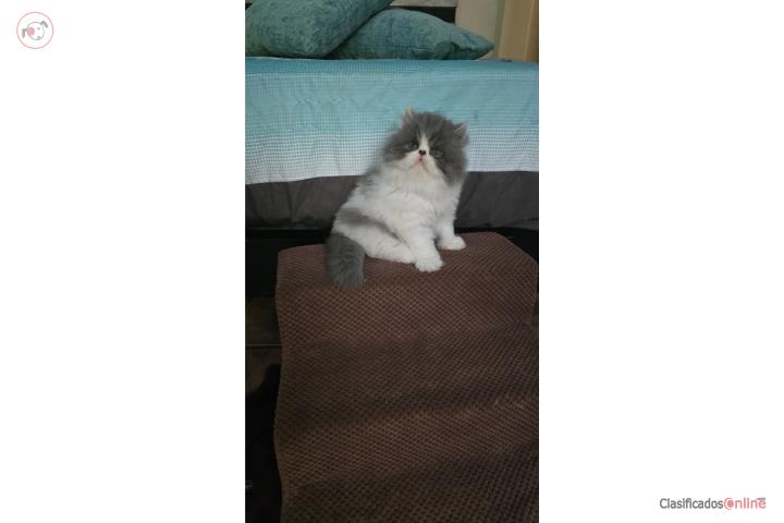 Gato Persa Puerto Rico