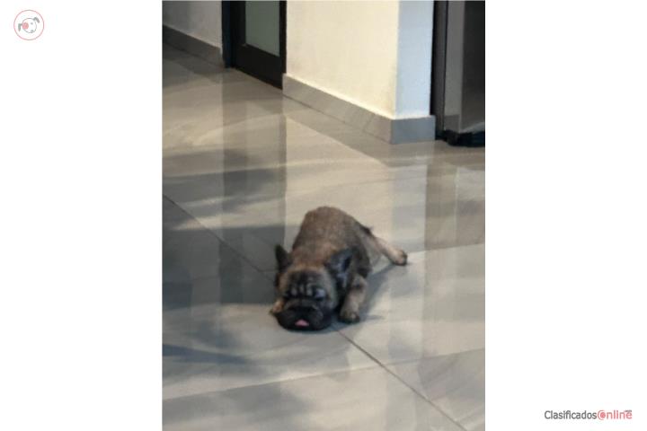 French bull dog full fluffy curly Puerto Rico