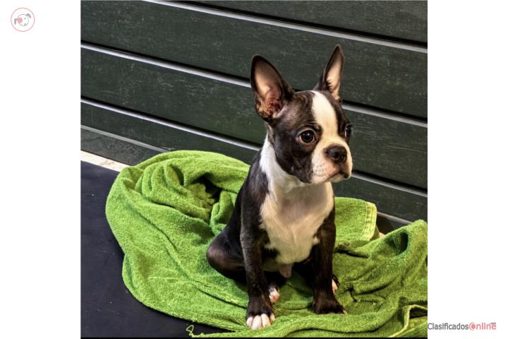 Preciosos Boston Terrier  Puerto Rico