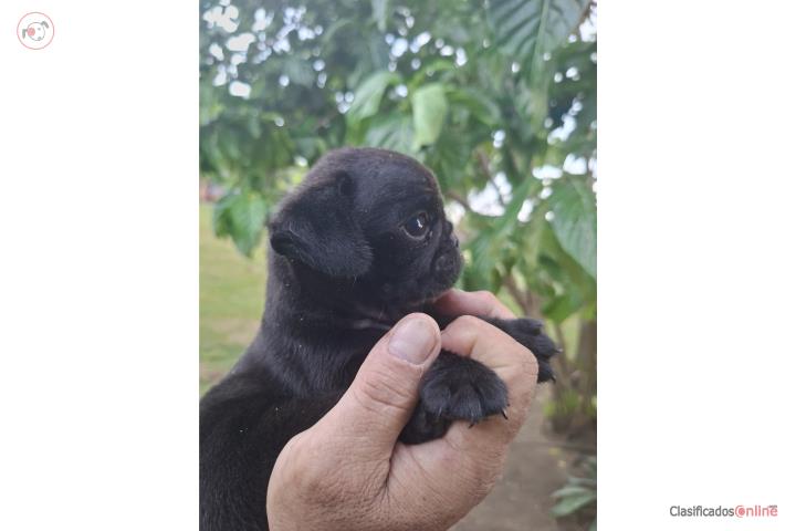 Pug macho Puerto Rico
