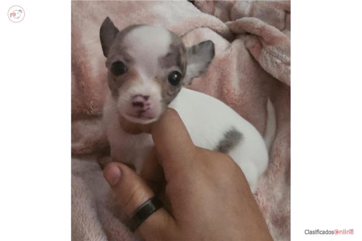 Chihuahua Puerto Rico