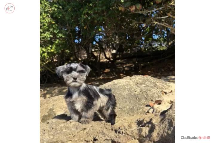 Mini Schnauzer hembra  Puerto Rico